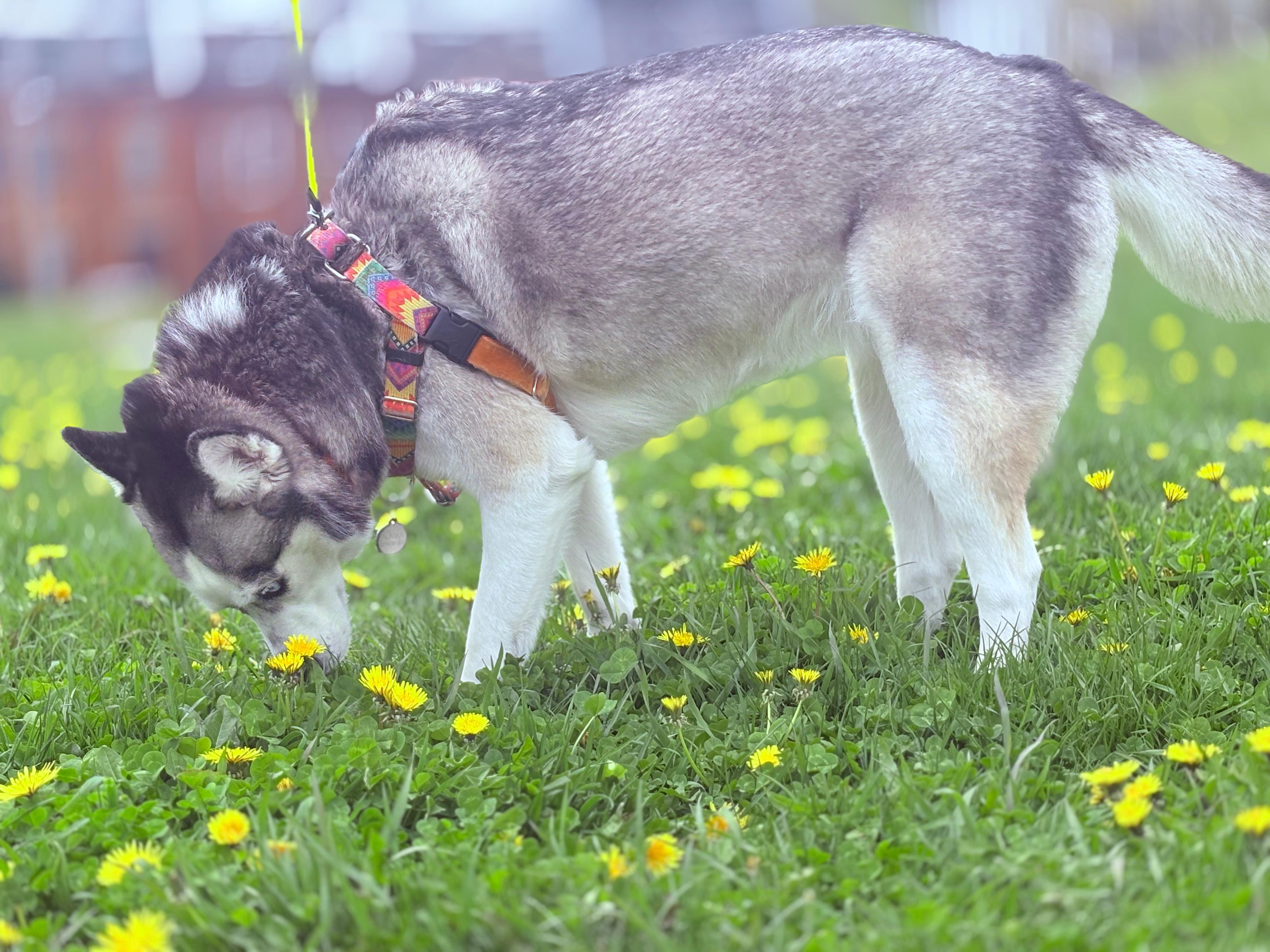 Alaska the dog sniffing wildflowers on a walk